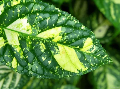 Illustration clouded - Image 1