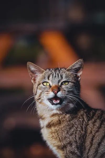 Illustration murmuring - Image 2