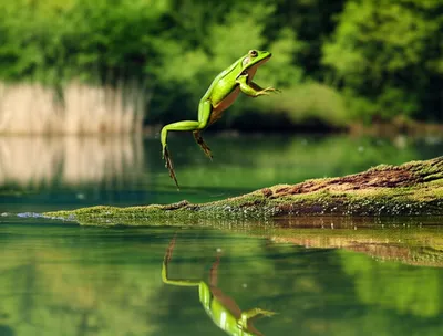 Illustration amphibian - Image 1