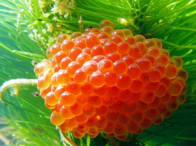 Illustration spawn - Image 1