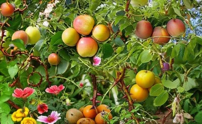 Illustration mixed blessing - Image 1