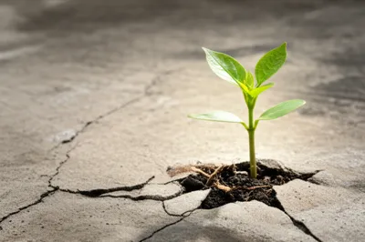 Illustration insistent