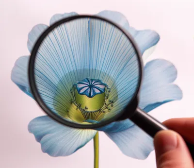 Illustration focusing - Image 1