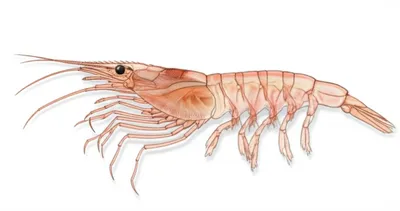 Illustration prawns - Image 1