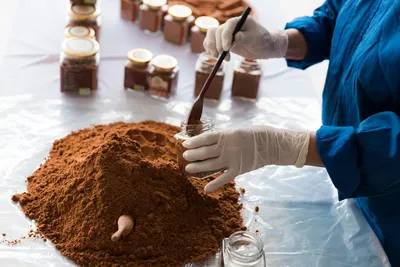 Illustration carob - Image 1