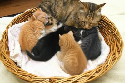 Illustration litters - Image 1