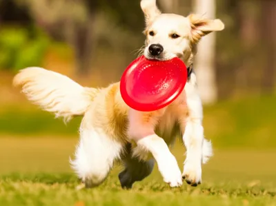 Illustration retrieving - Image 1