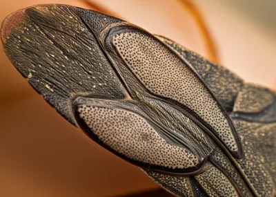 Illustration nail - Image 1