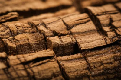 Illustration suberin - Image 1