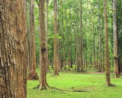 Illustration teak - Image 3