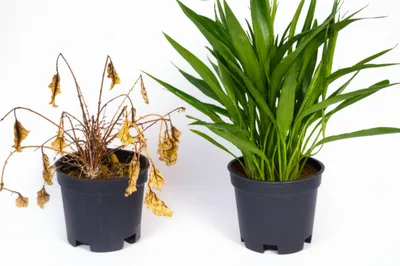 Illustration wasted - Image 1