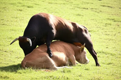 Illustration leapt - Image 1