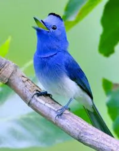 Illustration twitter - Image 2