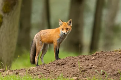 Illustration territorial - Image 1