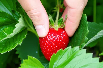 Illustration plucked - Image 1