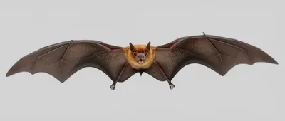 Illustration bat - Image 1