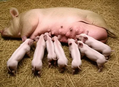 Illustration farrowed - Image 1