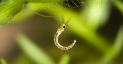 Illustration wriggler