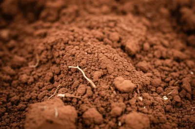 Illustration bole - Image 1