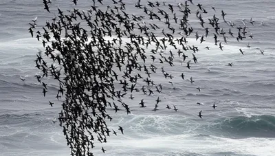 Illustration swaps - Image 1