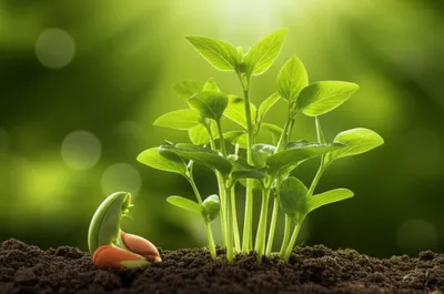 Illustration duplication - Image 1