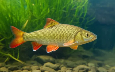 Illustration id - Image 1