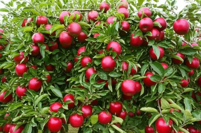 Illustration bearers - Image 1