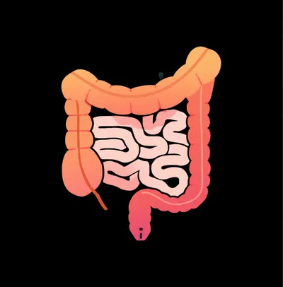 Illustration colons - Image 1