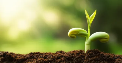 Illustration seed - Image 1