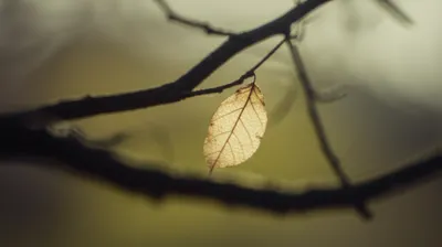 Illustration thinner - Image 1