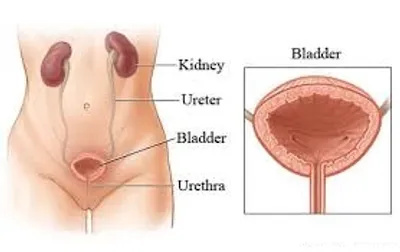Illustration bladder - Image 2