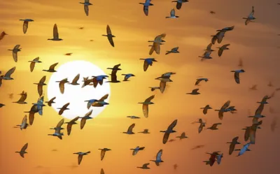 Illustration phalanges - Image 1