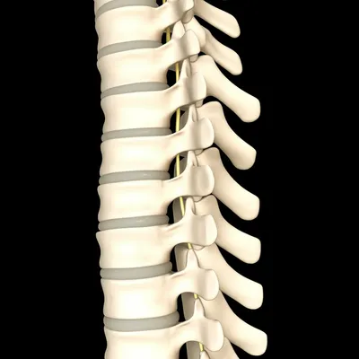 Illustration rachis - Image 1