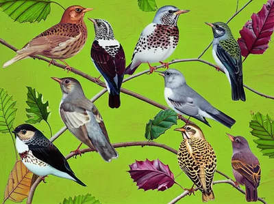 Illustration mutations - Image 1