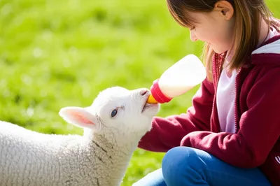 Illustration poddy - Image 1