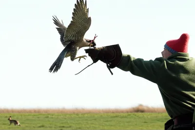 Illustration slips - Image 1