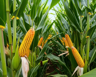 Illustration cobs - Image 1