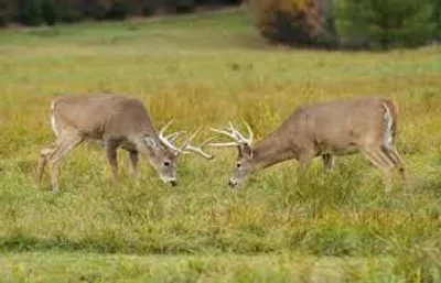 Illustration rut - Image 2