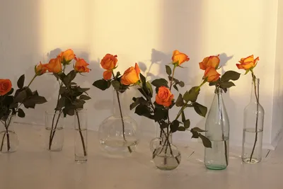 Illustration angiosperms - Image 2