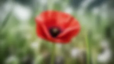 Illustration defined - Image 1