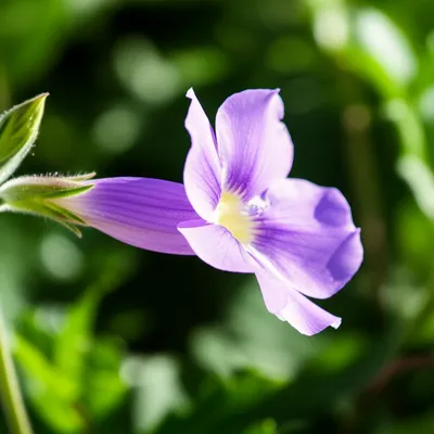 Illustration heliotrope - Image 1