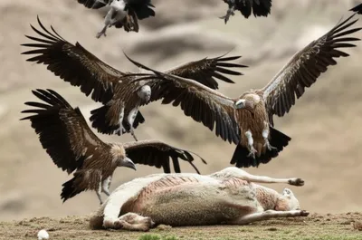 Illustration polled - Image 1