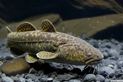 Illustration connie - Image 1