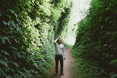 Illustration foxes - Image 1