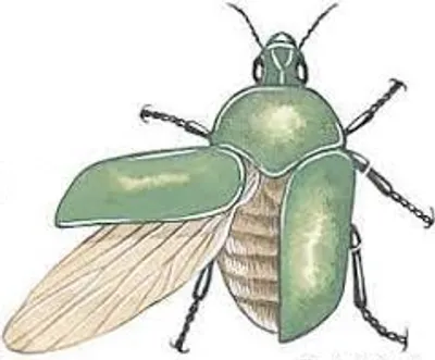 Illustration beetle - Image 2