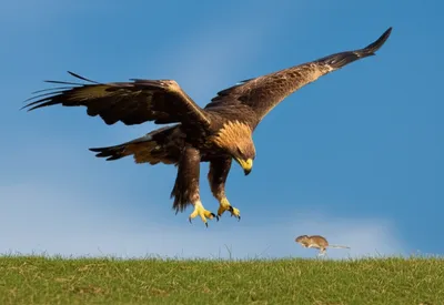 Hình ảnh minh họa stooped - Ảnh 1