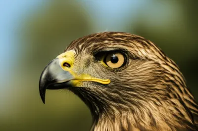 Illustration rostrum - Image 1