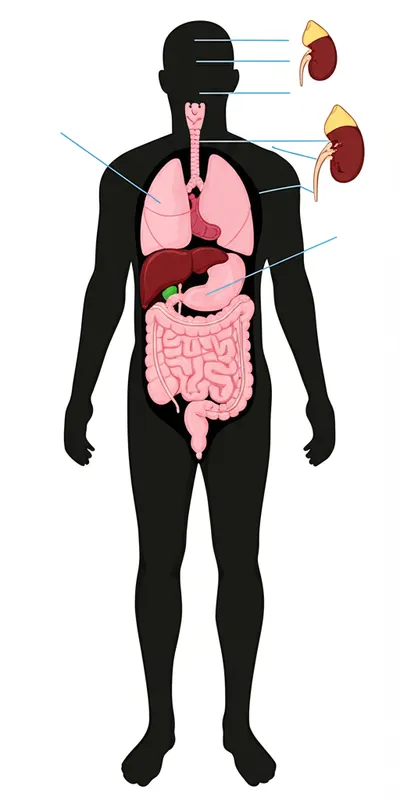 Illustration gutting - Image 1