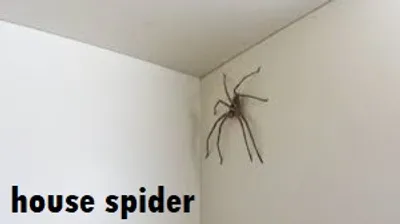 Illustration house - Image 2