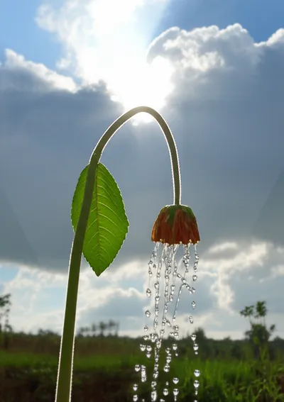 Illustration rallied - Image 1